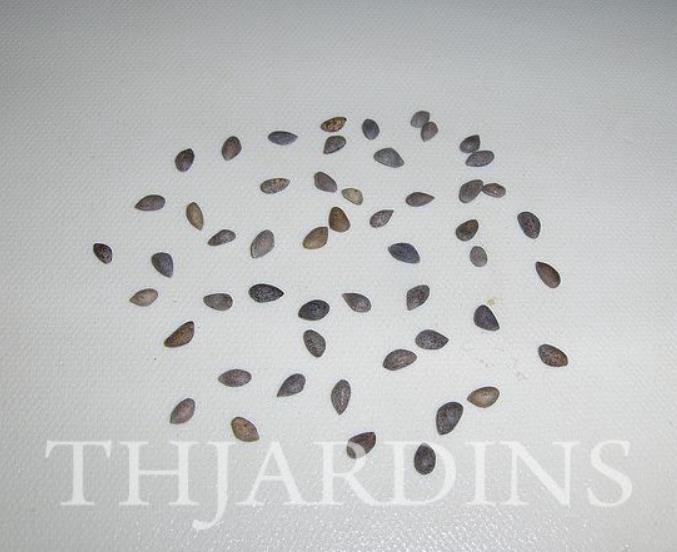 Pinus aristata - Pinus Bristlecone