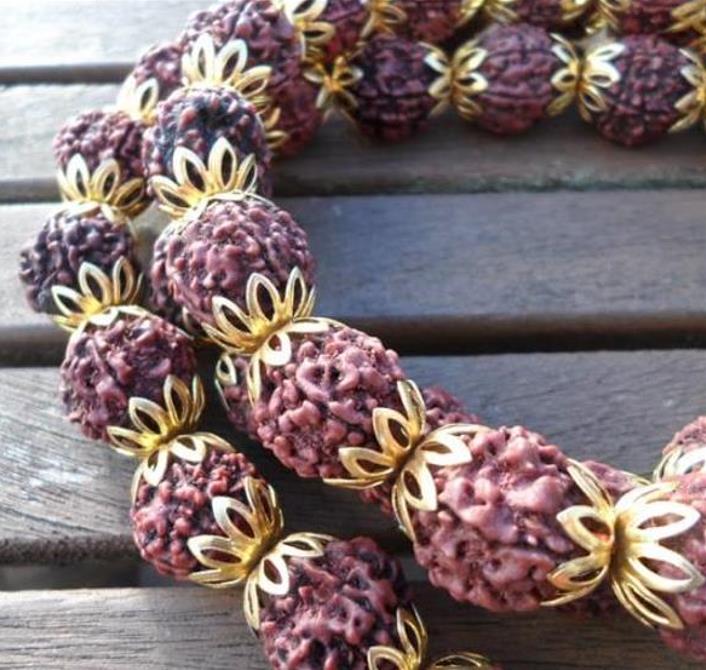 Elaeocarpus ganitrus - Azeitona Azul, Rudraksha, Contas de Mirtilo