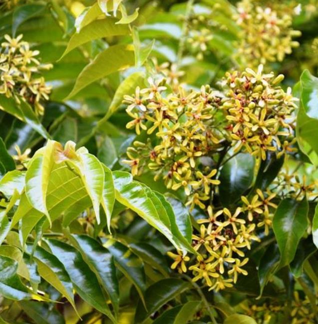 Chukrasia tabularis - Cedro Branco, Mogno Indiano, Sequoia Indiana, Amêndoa da Birmânia