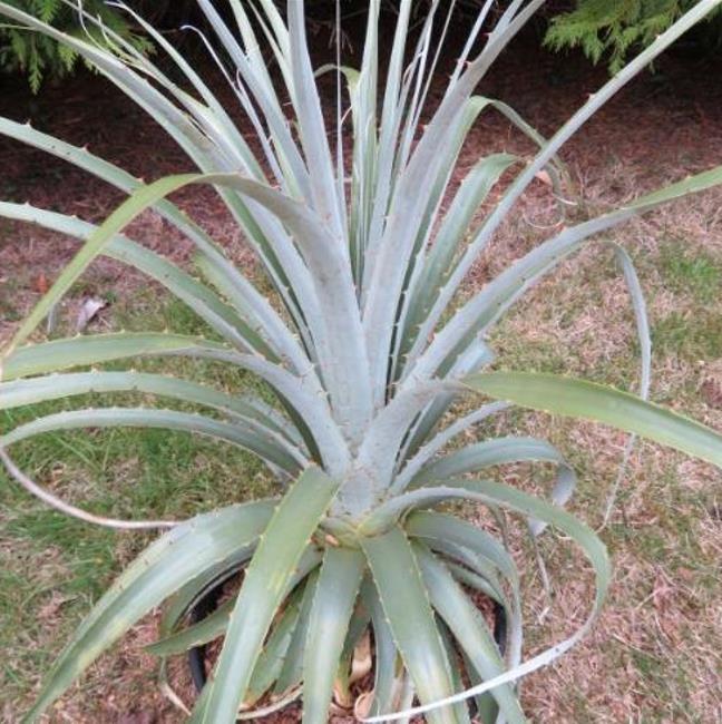 Puya alpestris - Bromélia Torre de Safira, Bromélia Flor Azul Pavão, Bromélia Alpestris