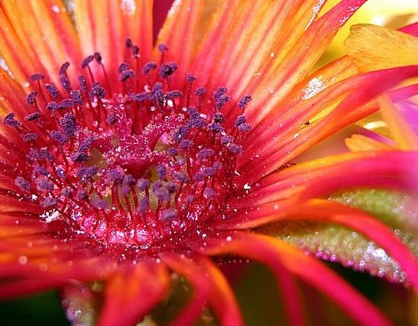 Dorotheanthus bellidiformis mix (Mesembryanthemum criniflorum) - Tapete mágico, Planta gelo, Fábrica de gelo, Magic carp