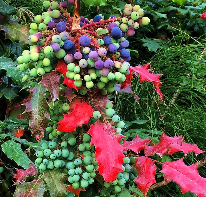 Mahonia aquifolium - Uva do Oregon, Berberis do Oregon