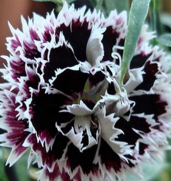Dianthus chinensis Heddewigii Black and White Minstrels - Cravo 'Menestrel Preto E Branco', Rosa Chinesa, Rosa Indiana,