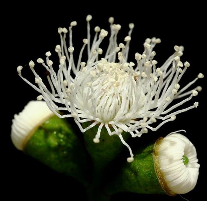 Corymbia gunnii - Eucalipto Goma de Cidra, Eucalipto Maple Syrup, Eucalipto Xarope de Bordo