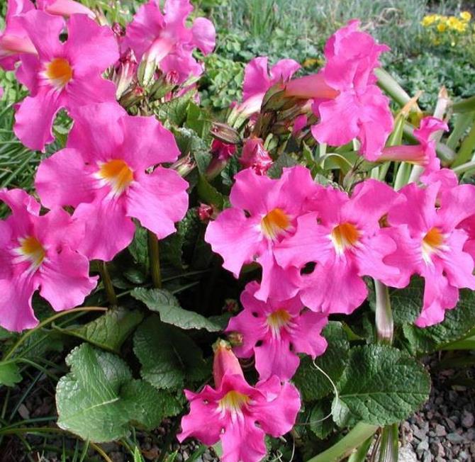 Incarvillea mairei Grandiflora - Gloxinia Anão Resistente, Dwarf Hardy Gloxinia