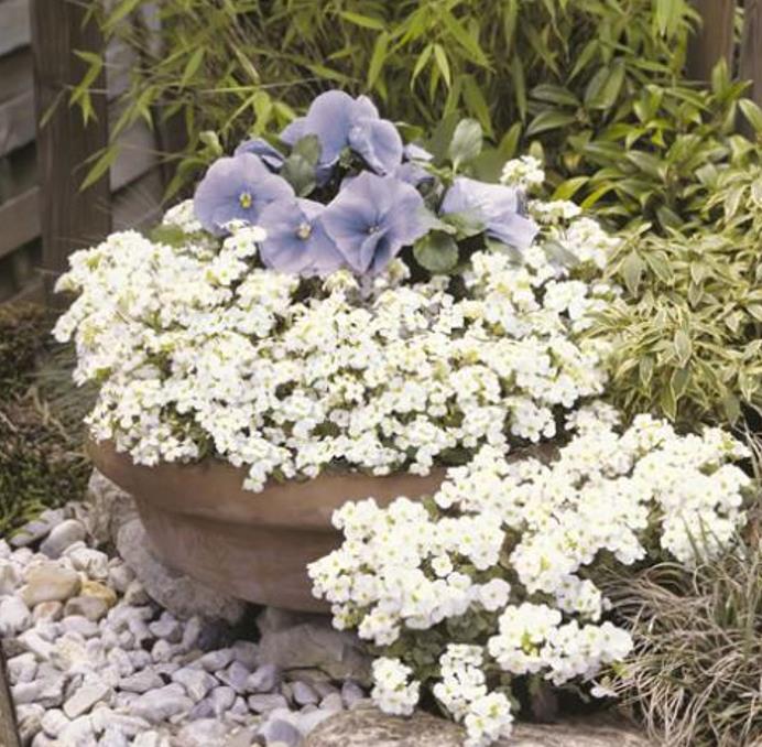 Arabis caucasica Snowfix - Agrião de Rocha do Cáucaso, Luz da Montanha, Wall Rockcress