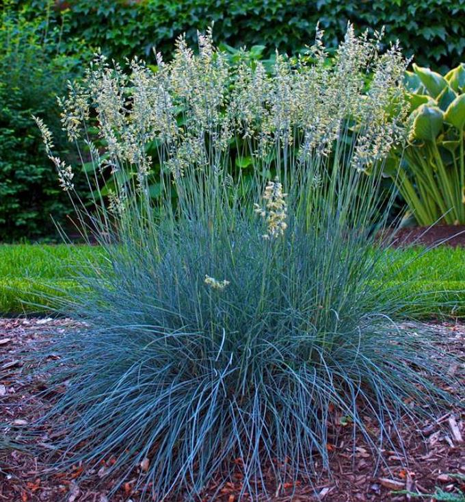Festuca glauca 'Blue Select' - Grama Azul 'Seleção Azul', Blue Fescue Grass, Blue Select Grass
