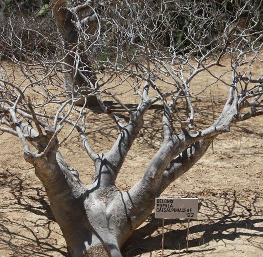 Delonix pumila - Poinciana adansonioides anã, Flamboyant Baobá, Flamboyant Garrafa