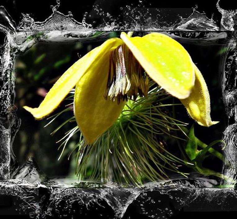 Clematis tangutica - Trepadeira Clematis Dourada, Clematis Sino Dourado, Clematis Tiara de Ouro