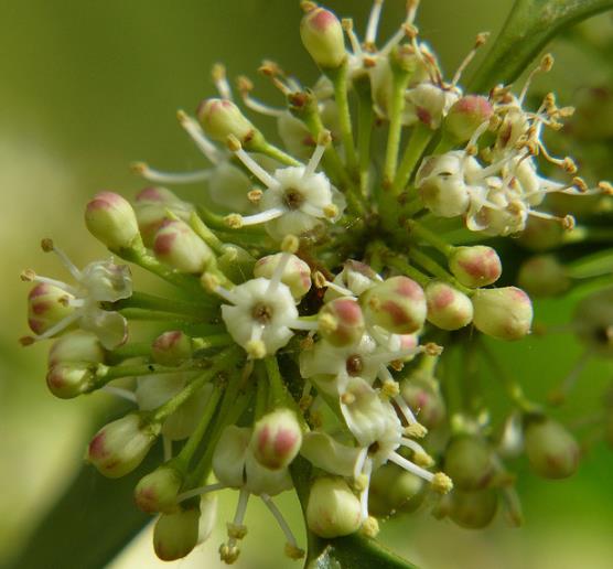 Ilex aquifolium - Azevinho, Arbusto de Natal, Azevim, Azevinheiro, Espinho-de-Cristo