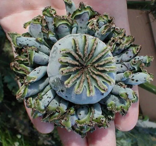 Papaver somniferum Hen and Chickens - Papoula Galinhas e Pintinhos, Beadseed poppy, Bread seed poppy