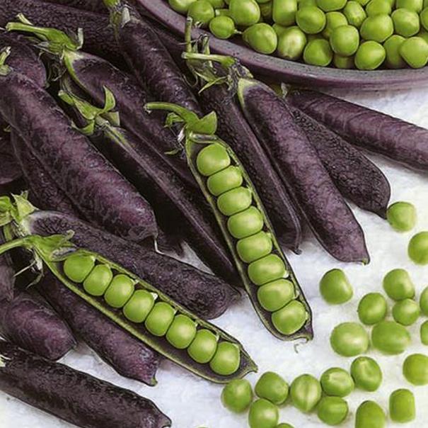 Pisum sativum Purple Podded - Ervilha, Ervilha Torta Roxa Azulada, Ervilha Torta, Ervilha Capucinjer