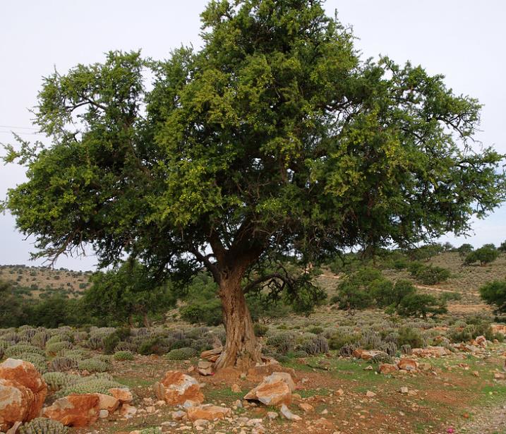 Argania spinosa - Árvore Argan, Ouro Marroquino, Árvore da Vida