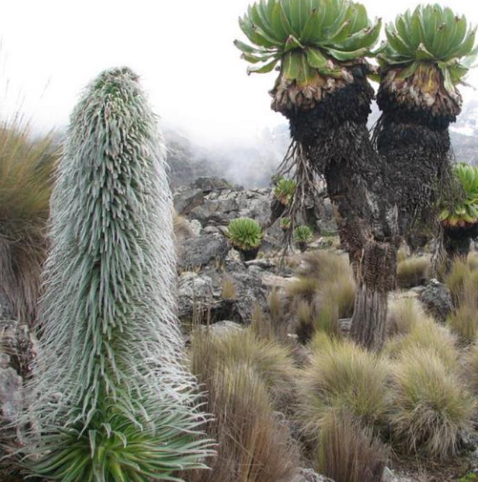 Lobelia telekii - Lobelia Gigante, Lobelia Primo Itt, Cousin Itt Lobelia