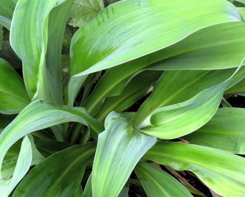 Arthropodium cirratum - Lírio Rocha da Nova Zelândia, Lírio Renga, Rengarenga