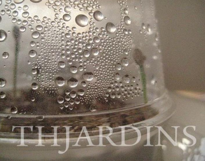 Pinus thunbergii - Pinheiro negro Japonês