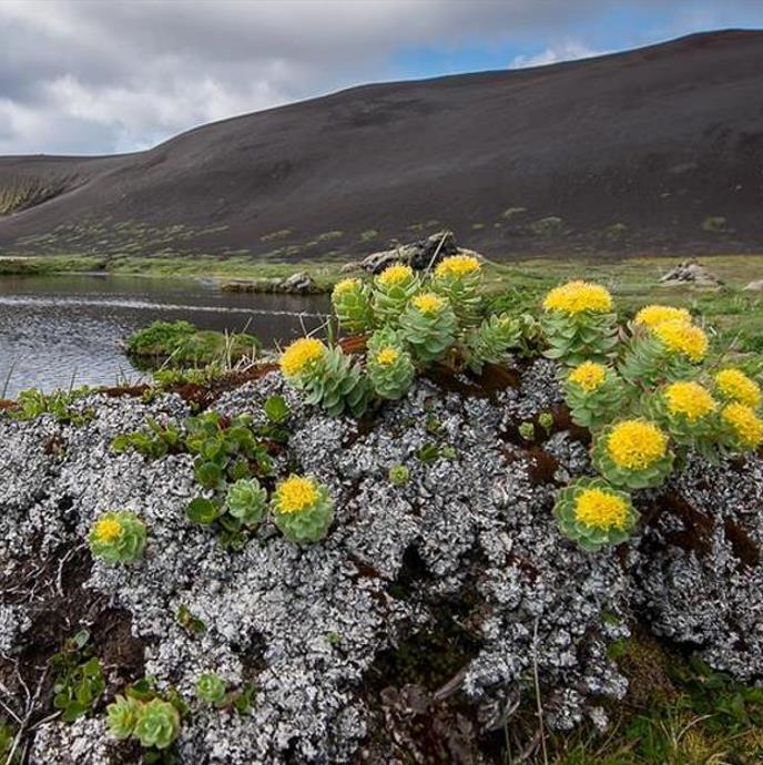 Rhodiola rosea - Raiz de Ouro, Rhodiola, Raiz Dourada, Raiz do Ártico, Roseroot, Golden Root