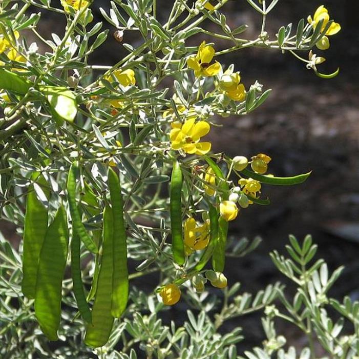 Senna artemisioides (Cassia artemisioides) - Cassia Prateada, Cassia Plumada, Cassia Prata, Senna Prata