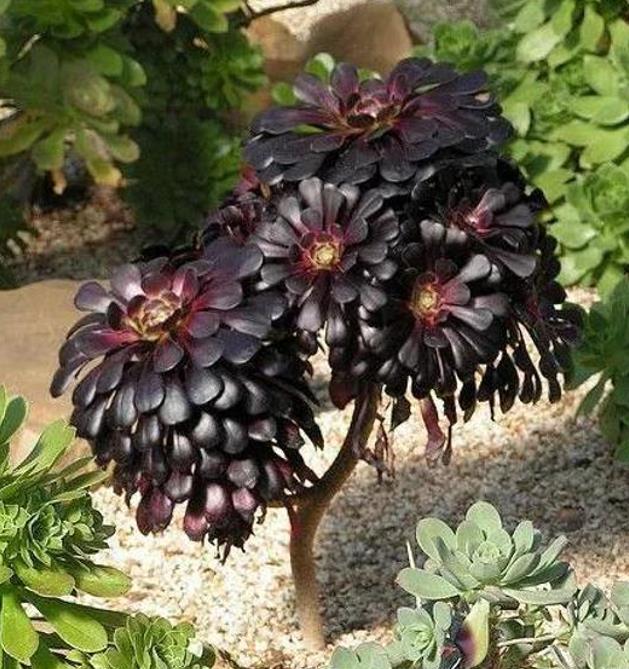 Aeonium arboreum Atropurpureum 'Zwartkop' - Rosa Negra, Aeonium Negro Arbóreo, Rosa Negra de Pedras