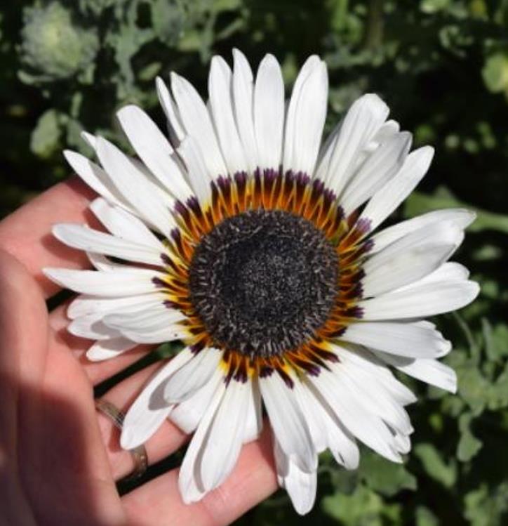 Arctotis fastuosa Alba Zulu Prince (Venidium fastuosum Alba) - Margarida Príncipe Zulu, Margarida Africana dos Olhos Neg