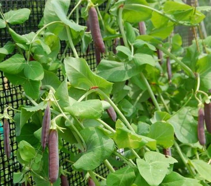 Pisum sativum Purple Podded - Ervilha, Ervilha Torta Roxa Azulada, Ervilha Torta, Ervilha Capucinjer