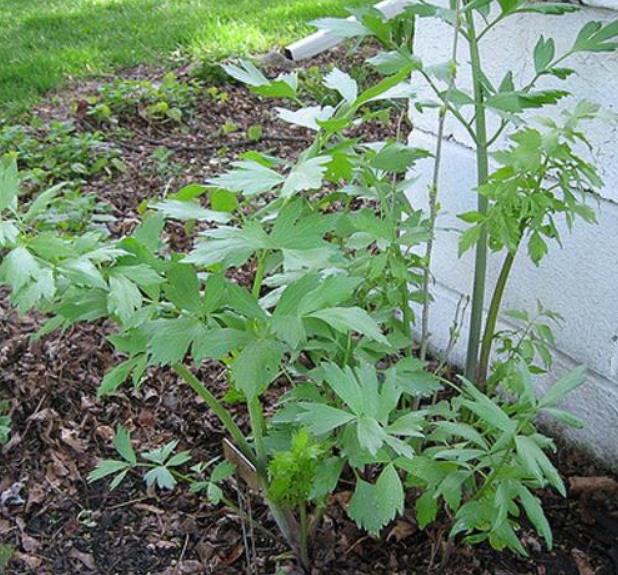 Levisticum officinale - Levistico, Liveche, Lovage, Erva Maggi, Folhas de Ligústica