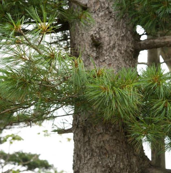Pinus koraiensis - Pinheiro Coreano, Pinho Coreano, Pinnothin, Pinhole