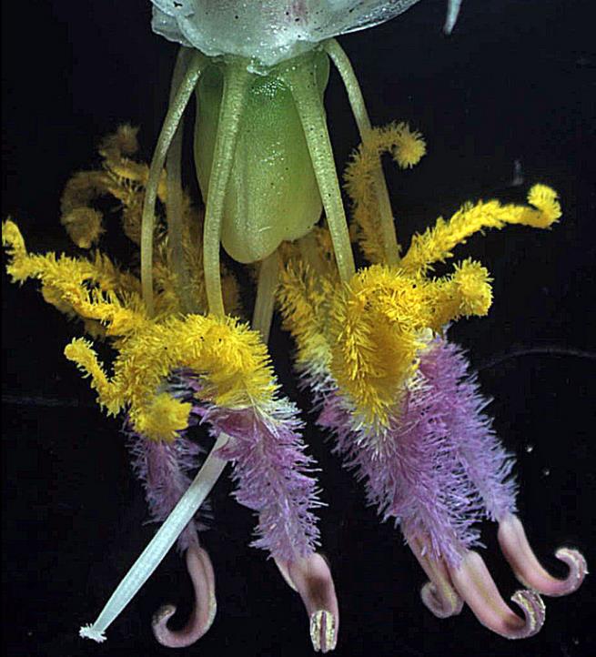 Arthropodium cirratum - Lírio Rocha da Nova Zelândia, Lírio Renga, Rengarenga