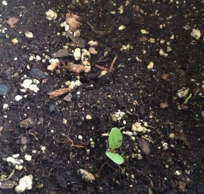 Atropa belladonna - Beladona, Atropa Bella-Donna, Erva do Diabo, Cereja da Morte, Deadly Nightshade