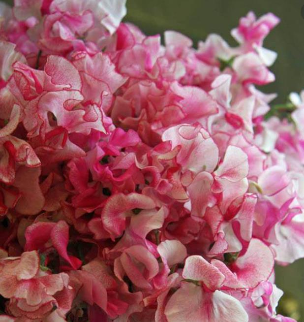 Lathyrus odoratus 'Ripple Wiltshire' - Ervilha Doce Aromática Ripple Wiltshire, Ervilha Doce Perfumada de Spencer 'Wilt