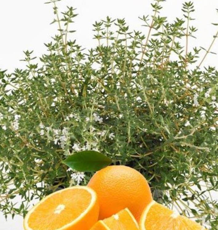 Thymus citriodorus 'Fragantissimus Orange' - Tomilho de Laranja, Tomilho Laranja, Timo Laranja