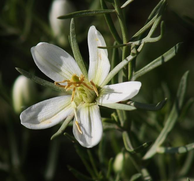 Peganum harmala - Arruda Síria, Arruda Selvagem, Harmal, Arruda Africana