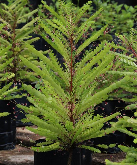 Phyllanthus pulcher - Groselha da Tailândia, Phyllanthus Bela, Phyllanthus Belo