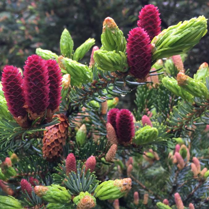 Picea jezoensis - Pinheiro abeto Jezo