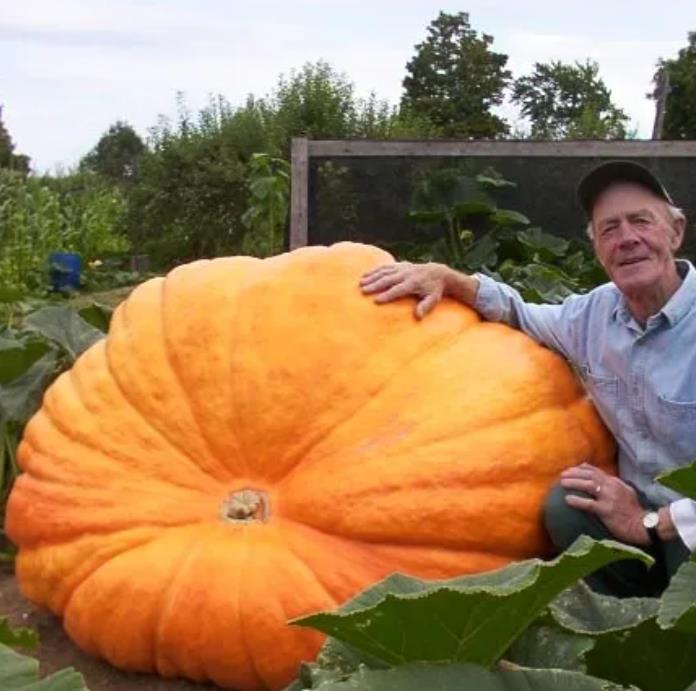 Curcubita maxima Dills Atlantic Giant - Abobora Gigante - Dills Atlantic Giant