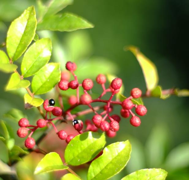 Zanthoxylum simulans - Pimenta sichuan, Pimenta szechuan, Szechwan pepper, Gujart