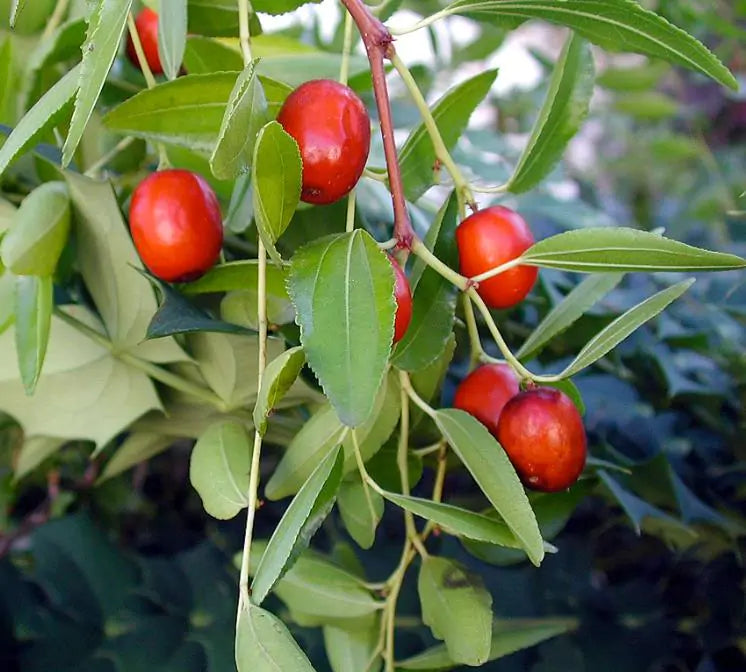 Ziziphus jujuba - Jujuba Chinesa, Jujubeira, Tâmara Vermelha, Tâmara Chinesa