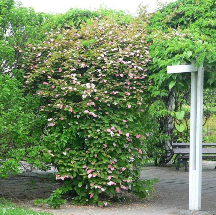 Actinidia kolomikta - Kiwi Uva, Trepadeira Mini Kiwi, Kiwi Grape, Kiwi Berry, Kiwi Ornamental