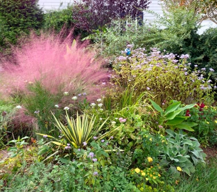 Muhlenbergia capillaris - Grama Rosa Ornamental, Grama Rosa, Muhlygrass, Mulhy Pink Grass, Sweetgrass