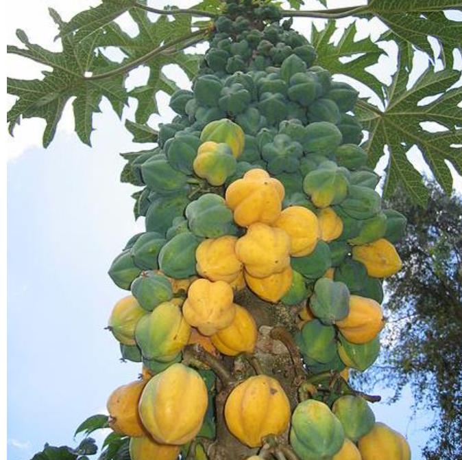 Carica pubescens Cundinamarca (Vasconcellea cundinamarcensis) - Mamão Papaia da Montanha, Mamão Papaia Cundinamarcencis