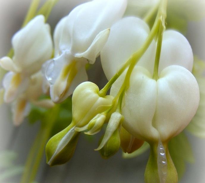 Dicentra spectabilis Alba (Lamprocapnos spectabilis Alba) - Coração Sangrento Branco