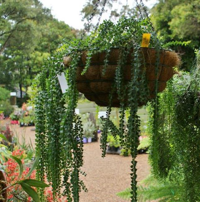 Acacia Pravíssima - Acacia, Ovens Wattle, Wedge-leaf Wattle