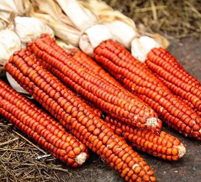 Zea mays Atomic Orange (Certificação Orgânica) - Milho Precoce Ed Schultz Atomic Orange, Milho Laranja Atômica, Milho At