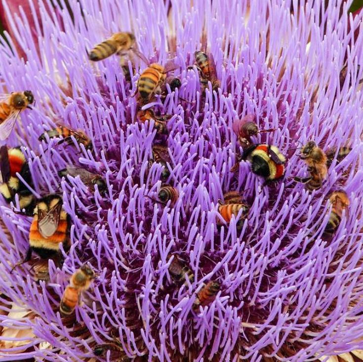 Cynara cardunculus ssp. Scolymus 'Violetta di Chioggia' (Heirloom) - Alcachofra Violeta Italiana, Alcachofra Sem Espinho