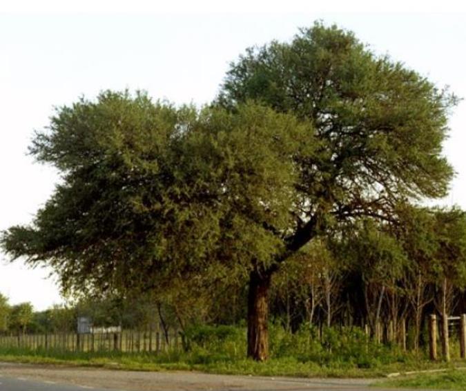 Geoffrroea decorticans - Madeira Verde do Chile, Chanal, Chanar, Chañar