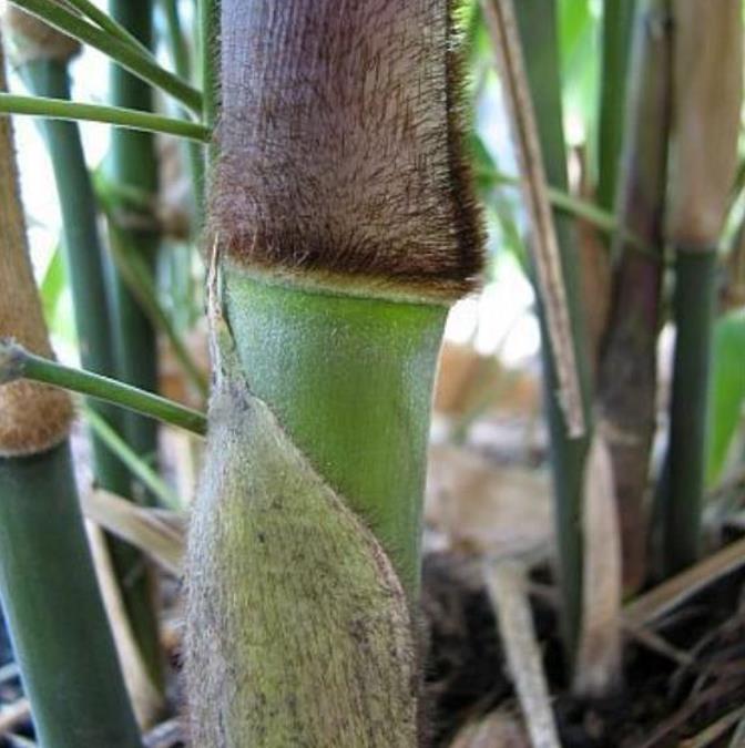 Dendrocalamus strictus - Bambu Ferro - Bambu Gigante Ferro, Bambu Sólido