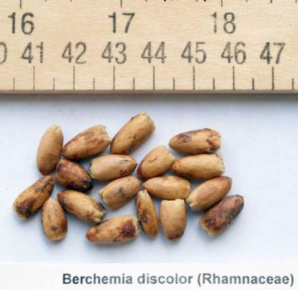 Berchemia discolor - Ameixeira africana, Árvore do Marfim castanho