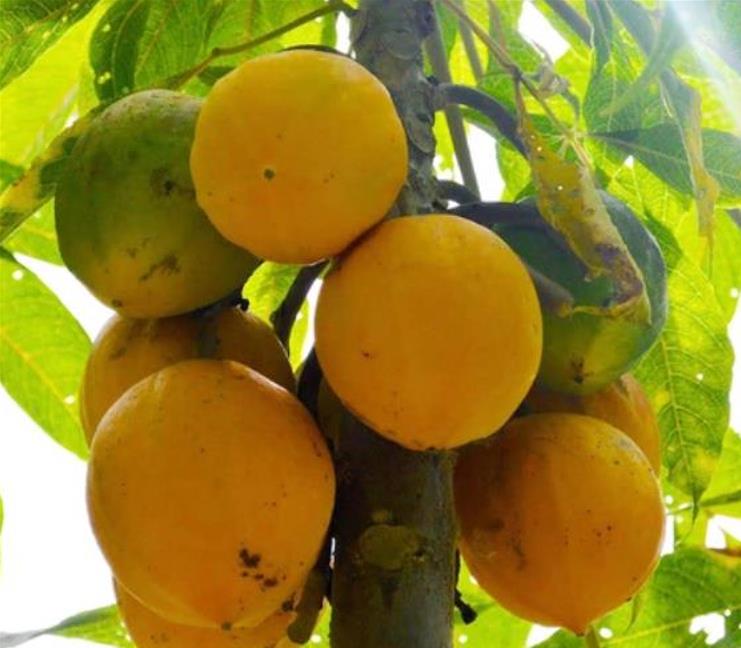 Vasconcellea palandensis (Carica palandensis) - Mamão Papaya de Palanda, Papaillo, Palanda Papaya