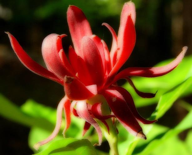 Calycanthus floridus - Carolina pimenta da Jamaica, Arbusto abacaxi, Arbusto morango, Arbusto doce