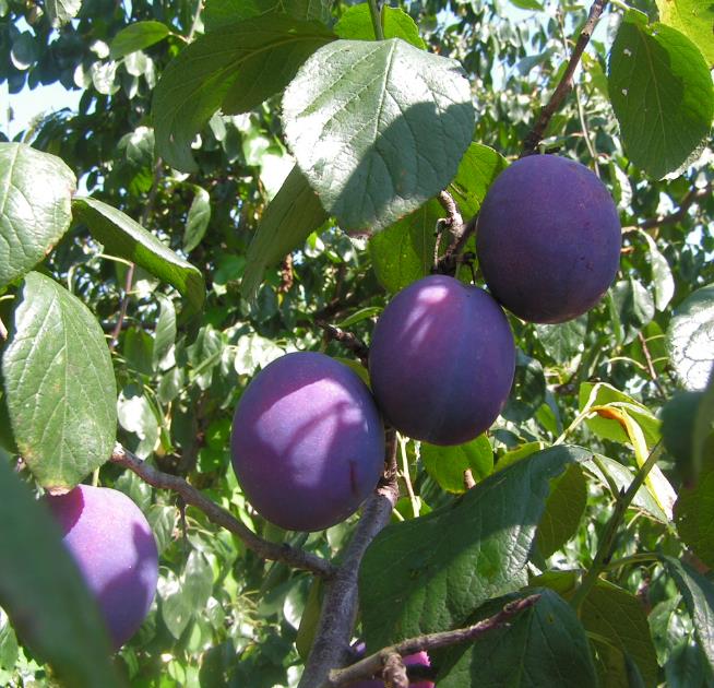 Prunus domestica 'Nutmeg Plum' - Ameixeira, Ameixa Noz-moscada, Ameixa Noz Moscada